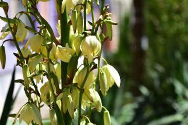 Güzel beyaz çiçeklerin yakın görüntüsü