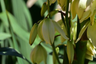 Güzel beyaz çiçeklerin yakın görüntüsü