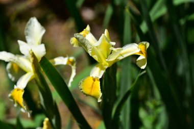 güzel sarı çiçekler bahçede büyüyen