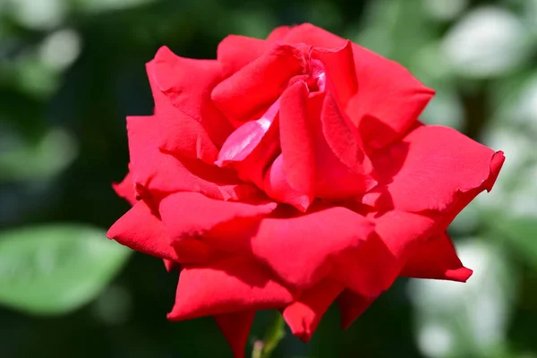 Beautiful Blooming Rose Growing Garden — Stock Photo, Image