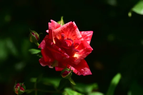 Belle Rose Fleurs Poussant Dans Jardin — Photo