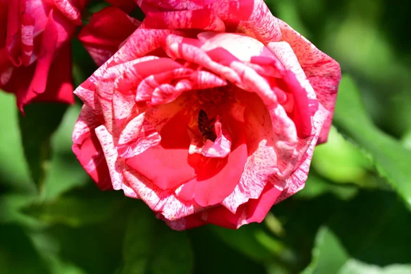 Bahçede büyüyen güzel bir gül