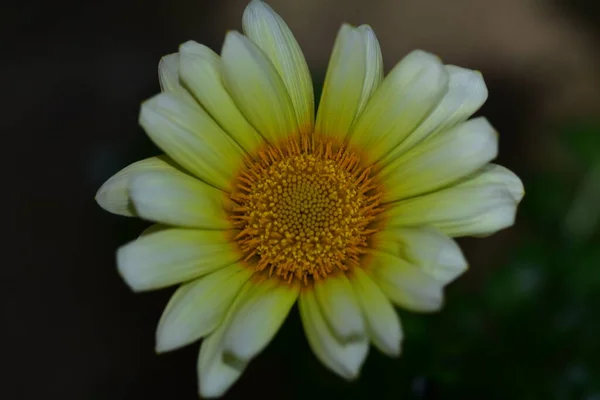 Close Beautiful Yellow Flowers Summer Concept — Stock Fotó