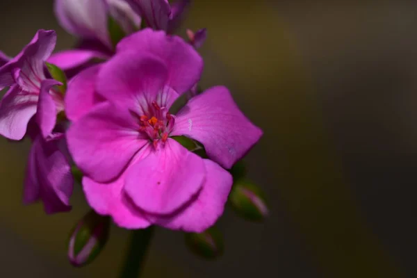 花园里盛开的粉红色花朵 — 图库照片