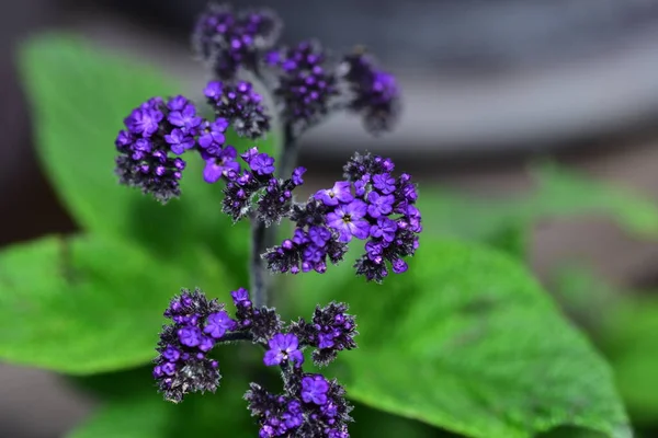 Bahçede yetişen narin mor çiçekler