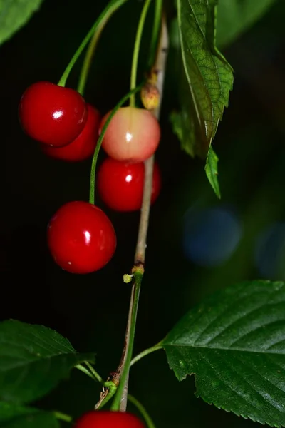 Cherry Merah Segar Dengan Daun Hijau Pohon Taman — Stok Foto