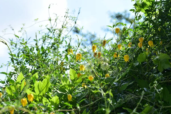 Güzel Sarı Çiçekler Bahçede Büyüyen — Stok fotoğraf