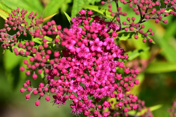 Fleurs Roses Fleuries Poussant Dans Jardin — Photo