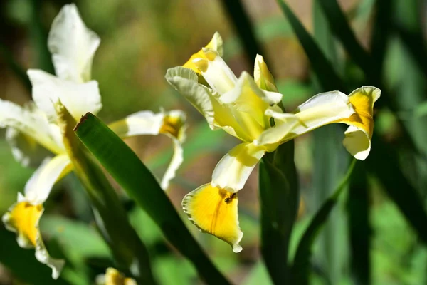 美丽的黄色花朵生长在花园里 — 图库照片