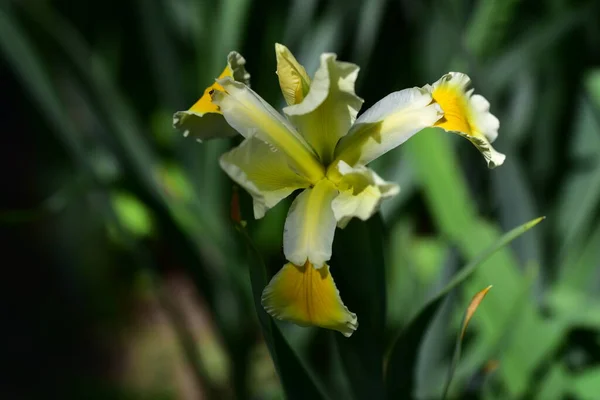 Bellissimi Fiori Gialli Che Crescono Giardino — Foto Stock