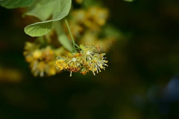 Close Shot Green Blossom Dark Background — Foto de Stock