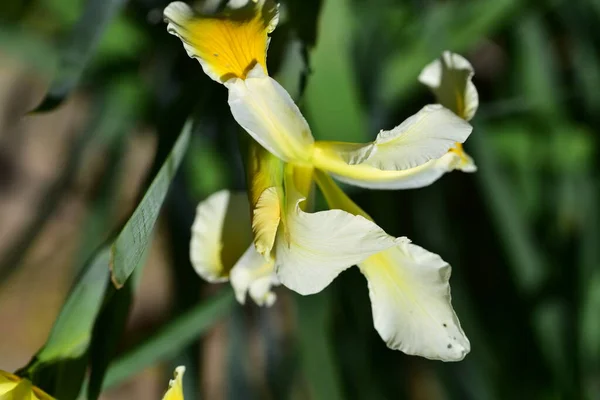 Belles Fleurs Jaunes Poussant Dans Jardin — Photo