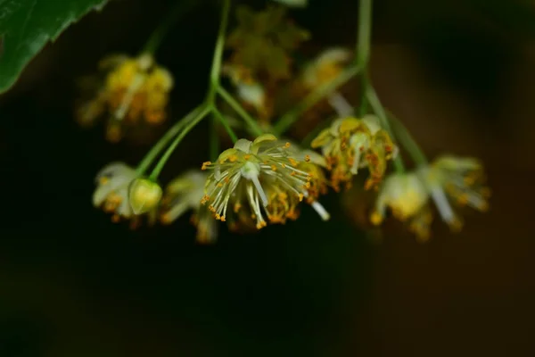 Close Shot Green Blossom Dark Background — Fotografia de Stock