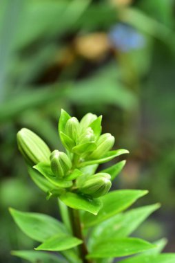 Bahar bahçesinde yetişen yeşil bitkilere yakın.