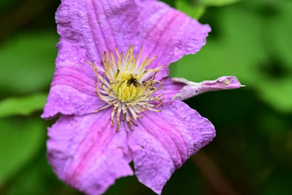 Tedere Paarse Bloemen Groeien Tuin — Stockfoto