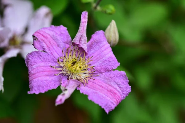 Tiernas Flores Moradas Que Crecen Jardín — Foto de Stock