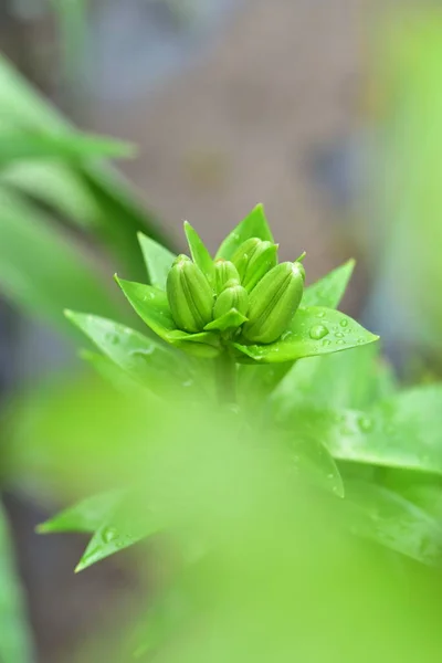 Nahaufnahme Einer Grünen Pflanze Die Frühlingsgarten Wächst — Stockfoto