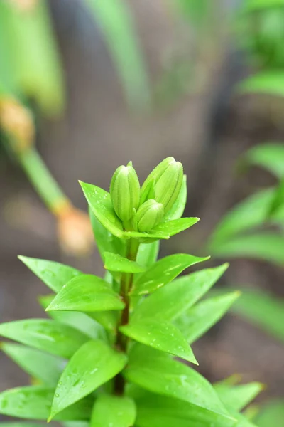 Zblízka Zelené Rostliny Rostoucí Jarní Zahradě — Stock fotografie