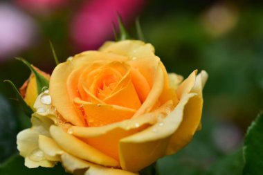 Yumuşak gül çiçeği, yakın görüş, yaz konsepti