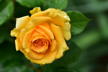 Yumuşak gül çiçeği, yakın görüş, yaz konsepti