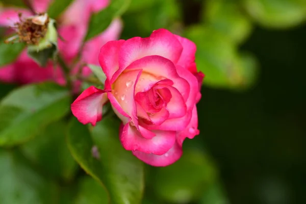 Blühende Rosa Blüten Garten — Stockfoto