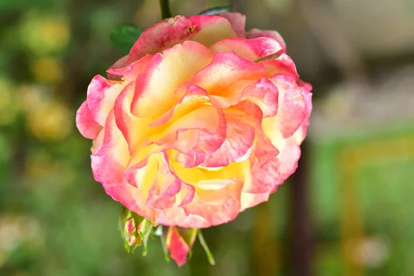 Bela Rosa Florescendo Crescendo Jardim — Fotografia de Stock