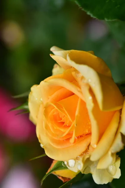 Tender Rose Flower Close View Summer Concept — Stock Photo, Image