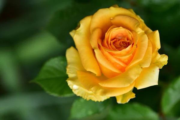 Zarte Rosenblüte Nahsicht Sommerkonzept — Stockfoto