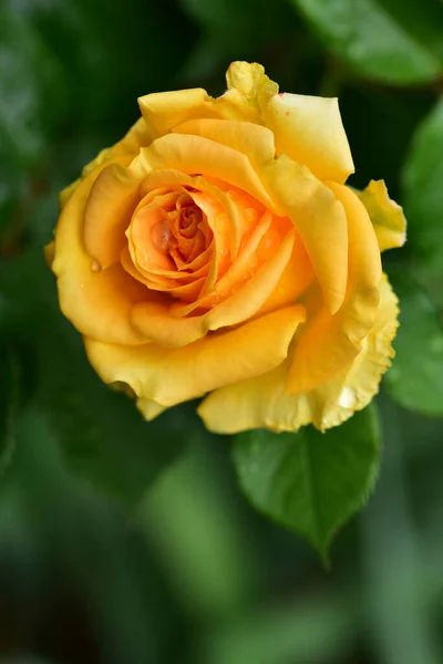 Zarte Rosenblüte Nahsicht Sommerkonzept — Stockfoto