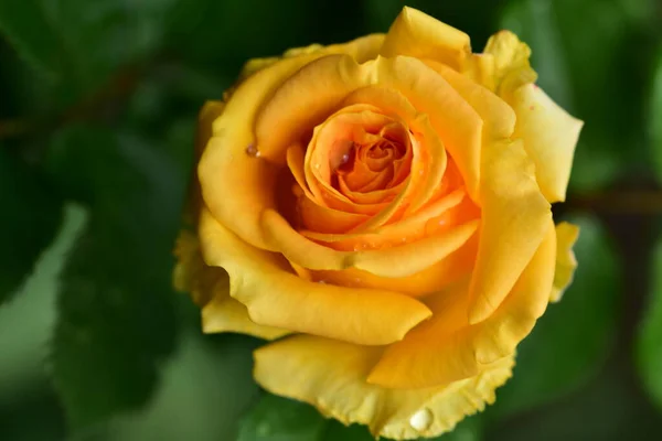 Ніжний Квітка Троянди Крупним Планом Літня Концепція — стокове фото