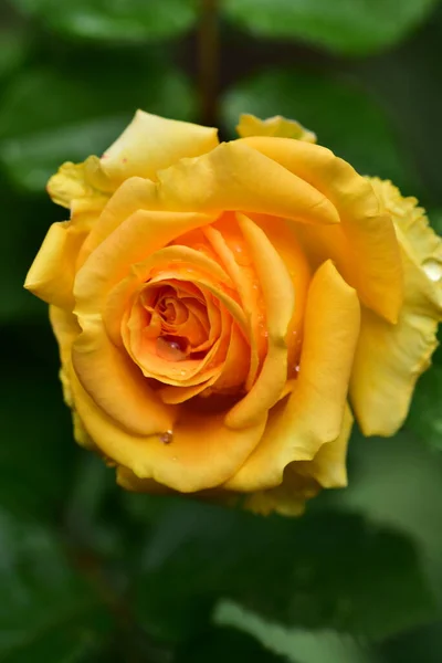 Zarte Rosenblüte Nahsicht Sommerkonzept — Stockfoto