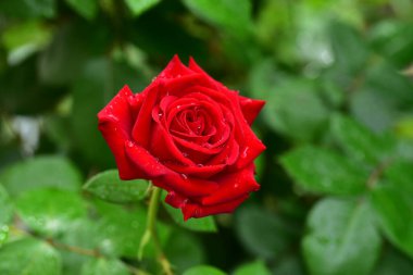 Bahçede büyüyen güzel bir gül