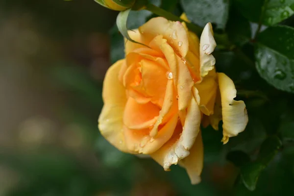Schöne Rosenblüte Wächst Garten — Stockfoto