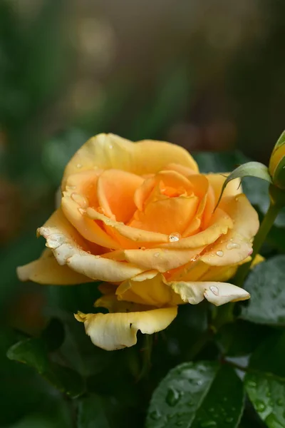 Zarte Rosenblüte Nahsicht Sommerkonzept — Stockfoto