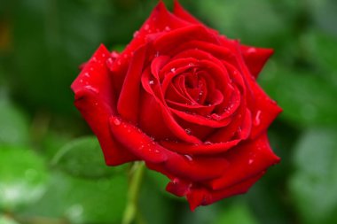 Bahçede büyüyen güzel bir gül