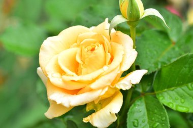 Yumuşak gül çiçeği, yakın görüş, yaz konsepti