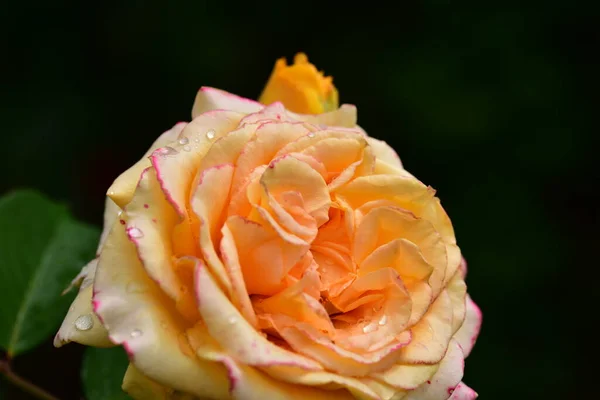 Zarte Rosenblüte Nahsicht Sommerkonzept — Stockfoto