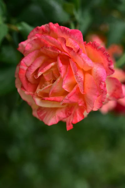 Красива Квітуча Троянда Росте Саду — стокове фото
