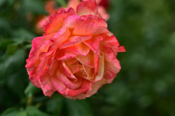 Krásná Kvetoucí Růže Rostoucí Zahradě — Stock fotografie