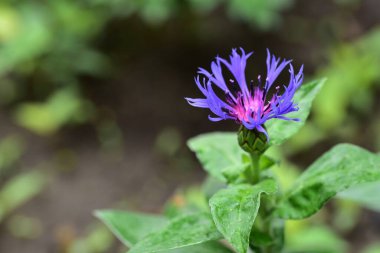 Bahçede yetişen narin mor çiçekler