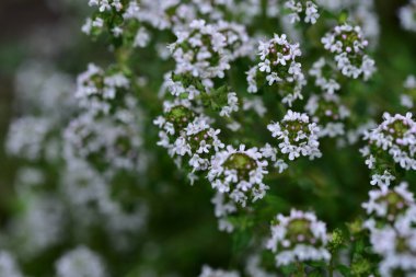 Güzel beyaz çiçeklerin yakın görüntüsü