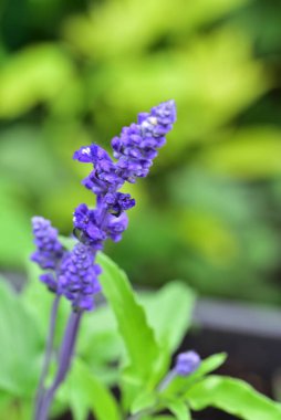 Bahçede yetişen narin mor çiçekler