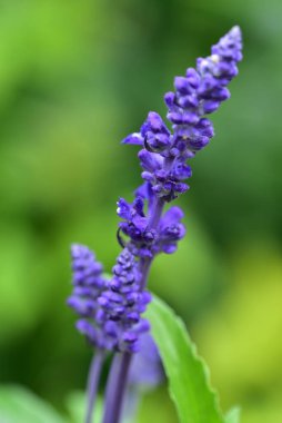 Bahçede yetişen narin mor çiçekler