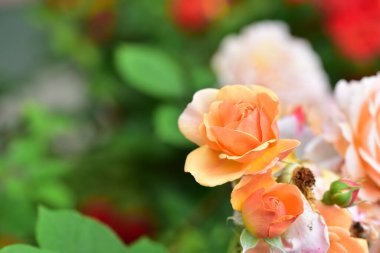Bahçede yetişen güzel yumuşak güller.
