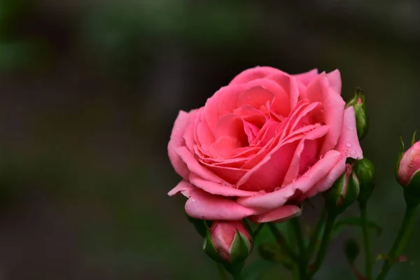 Bella Rosa Fiorente Che Cresce Giardino — Foto Stock