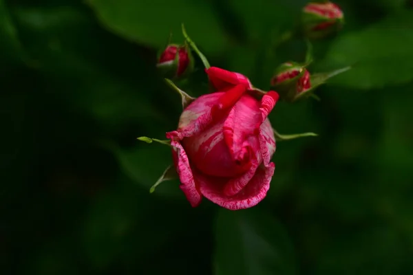 Zarte Rosenblüte Nahsicht Sommerkonzept — Stockfoto