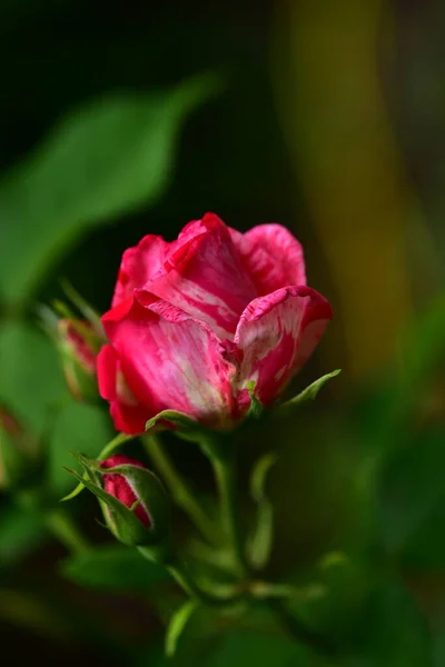 Yumuşak Gül Çiçeği Yakın Görüş Yaz Konsepti — Stok fotoğraf