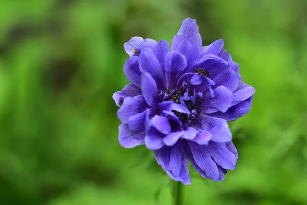 Ömma Lila Blommor Som Växer Trädgården — Stockfoto