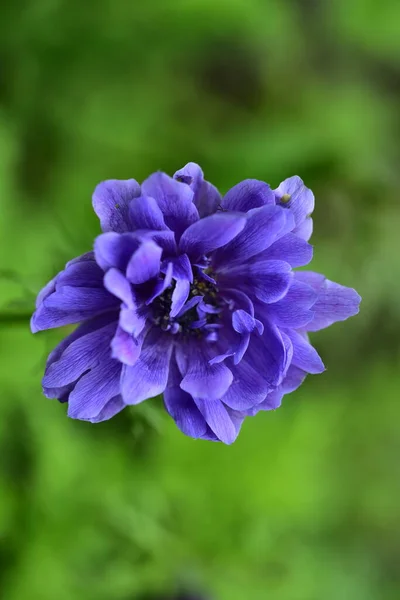 Jemné Fialové Květy Rostoucí Zahradě — Stock fotografie
