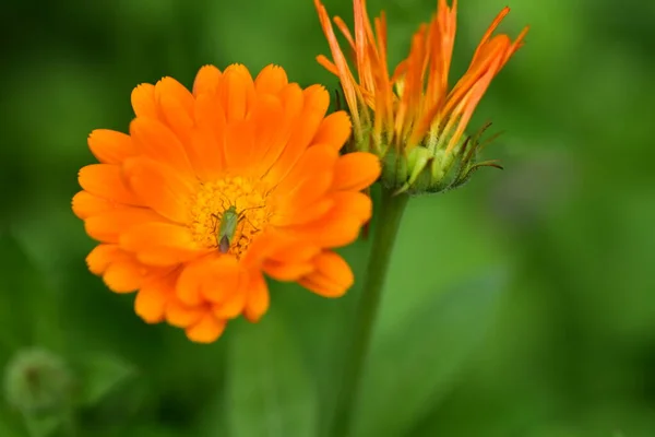 Bahçedeki Güzel Turuncu Çiçeklerin Üzerinde Oturan Böceğin Yakın Görüntüsü — Stok fotoğraf